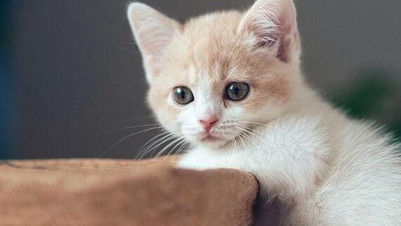 什么是纸质猫砂