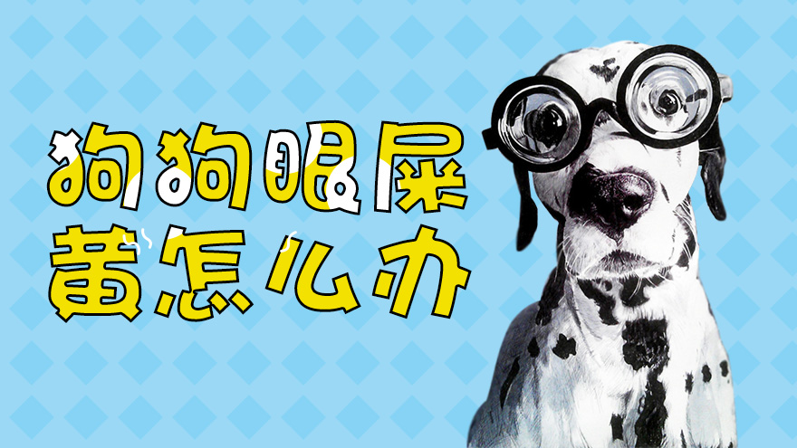 狗狗眼屎黄怎么办