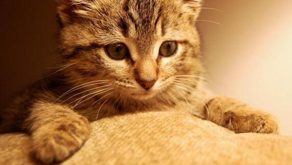 什么是矿物质猫砂