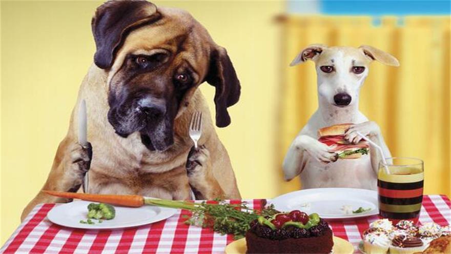 狗狗主要不能吃什么食物