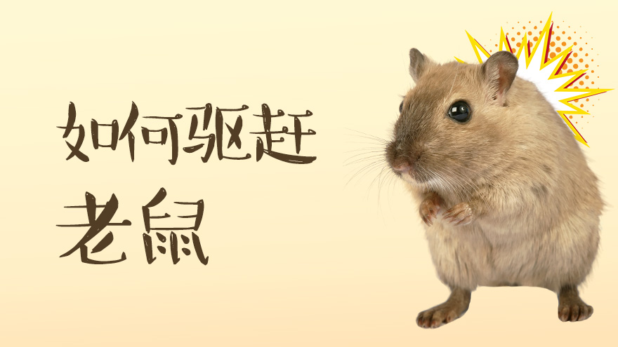 如何驱赶老鼠