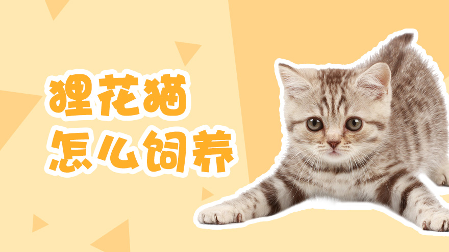 狸花猫怎么饲养