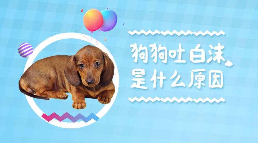 狗狗吐白沫是什么原因