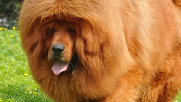 藏獒犬种的冬天护理