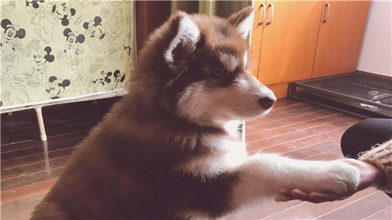 阿拉斯加好训练吗