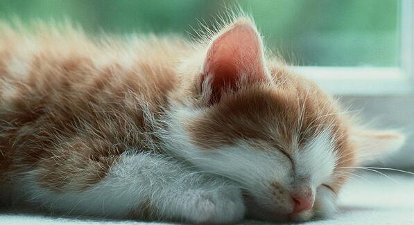 猫咪做完绝育手术需要多久恢复