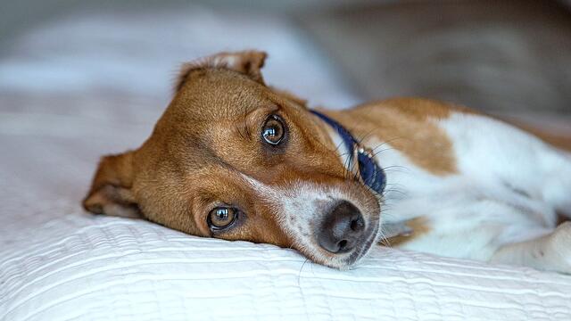 狗狗得了犬瘟怎么办