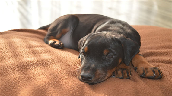 杜宾犬破坏家具怎么办