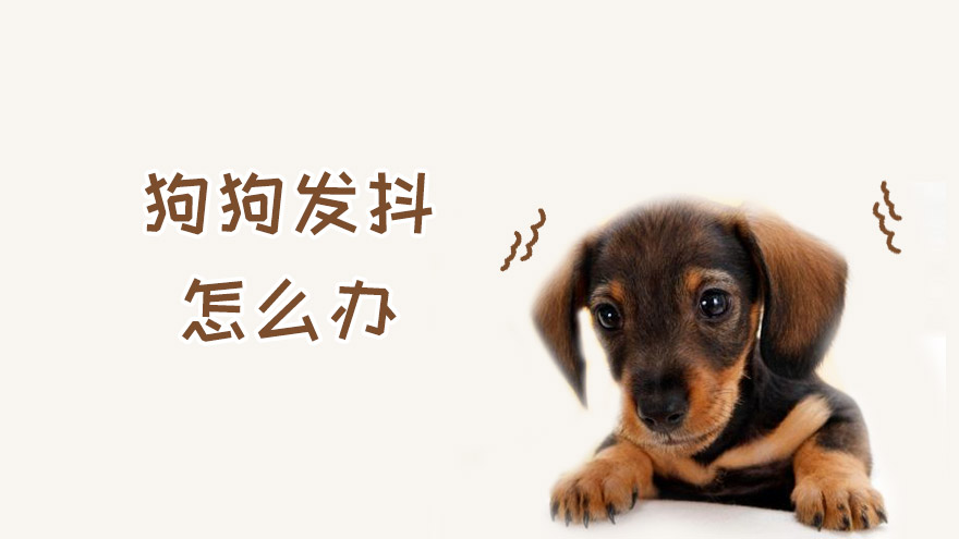 狗狗发抖怎么办