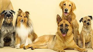 边境牧羊犬的品种介绍