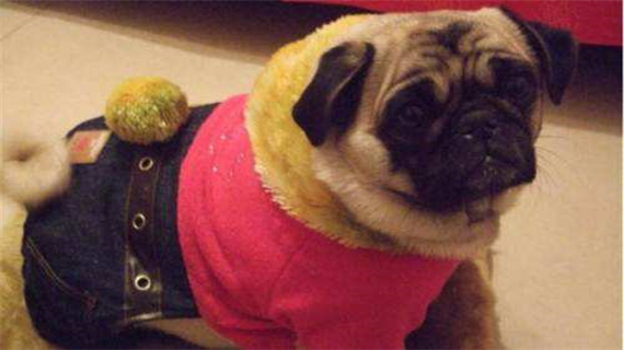 巴哥犬感冒了怎么办