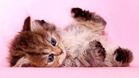 猫身上有什么寄生虫