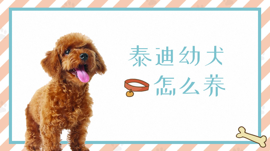 泰迪幼犬怎么养