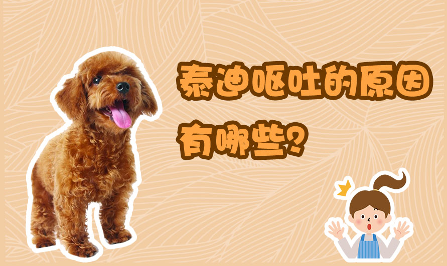 泰迪呕吐的原因有哪些