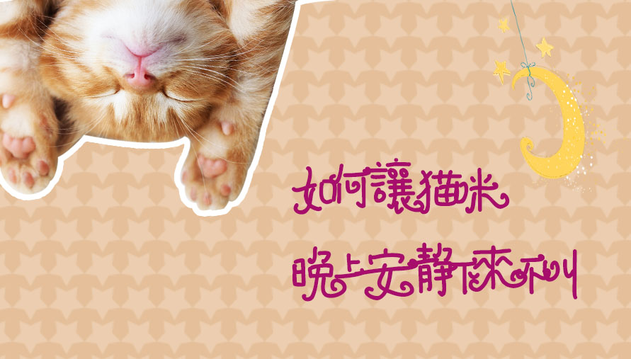 如何让猫咪晚上安静下来不叫