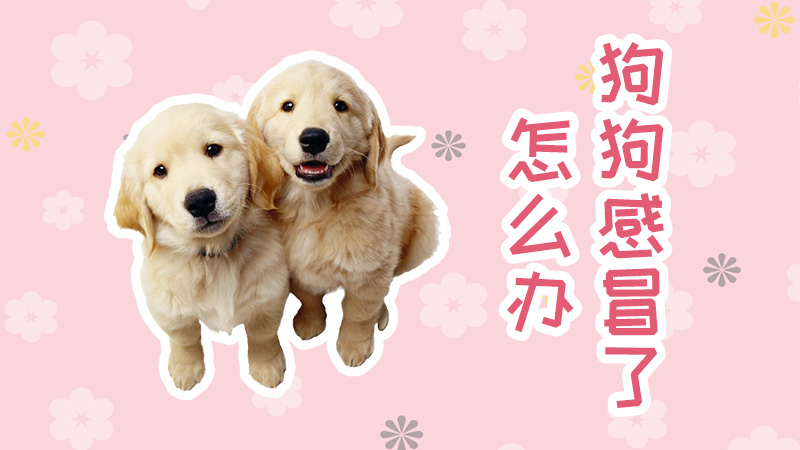 狗狗感冒了怎么办