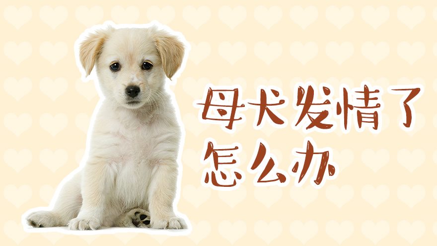 母犬发情了怎么办