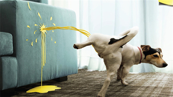 狗狗上厕所大小便怎么训练