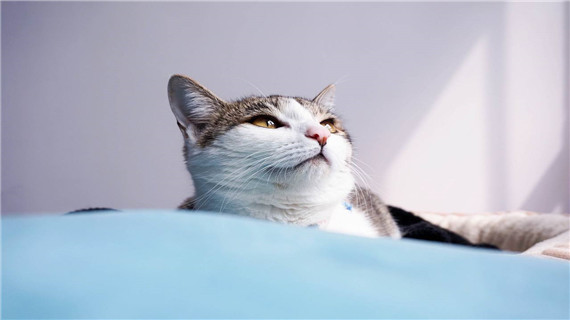 猫咪外耳炎是什么病