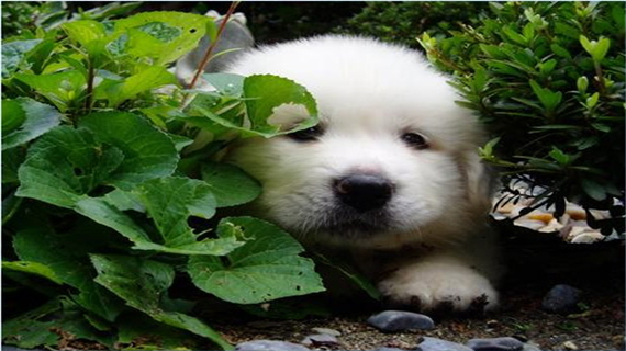 大白熊犬长蛀牙了该怎么办