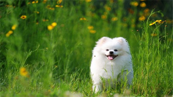 博美发情有什么症状