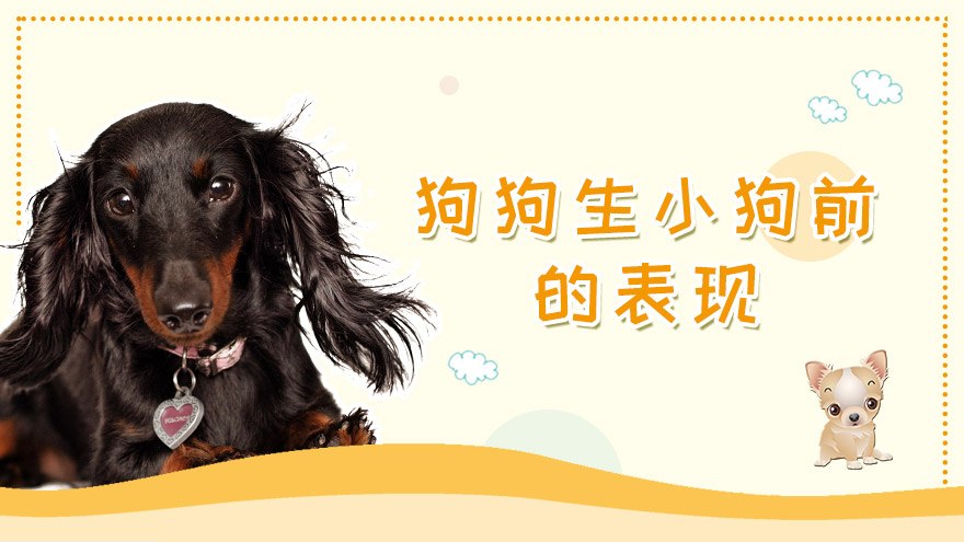 狗狗生小狗前的表现