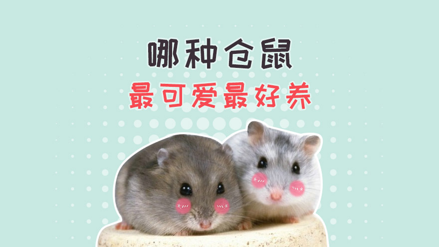 哪种仓鼠最可爱好养