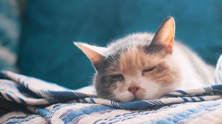 猫咪呕吐原因及治疗方法