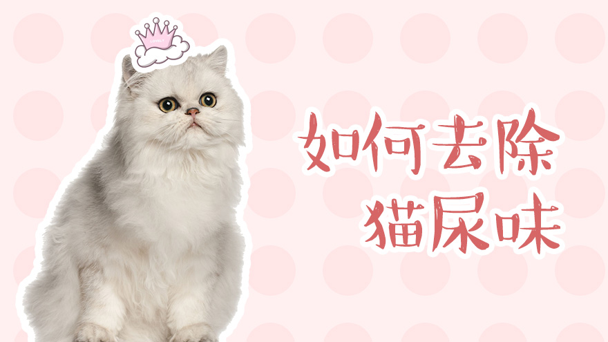 如何去除猫尿味