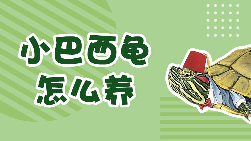 小巴西龟怎么养