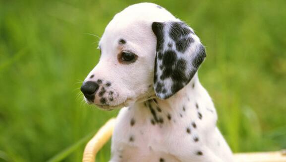 斑点狗的平常护理