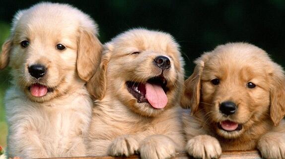 狗狗皮肤病会传染吗