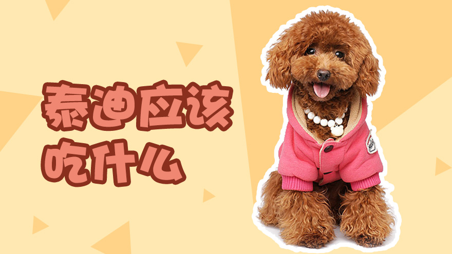 泰迪应该吃什么