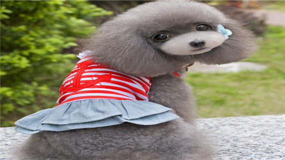 泰迪犬怀孕的特征