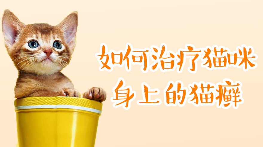 如何治疗猫咪身上的猫癣