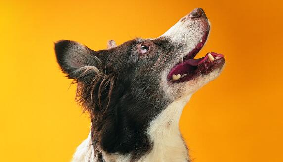 喂狗粮一天几顿合适