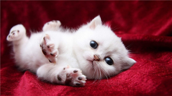 只吃猫粮的猫咪健康吗