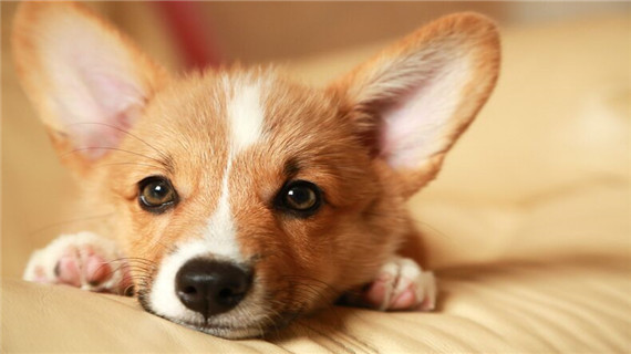 柯基犬是什么犬