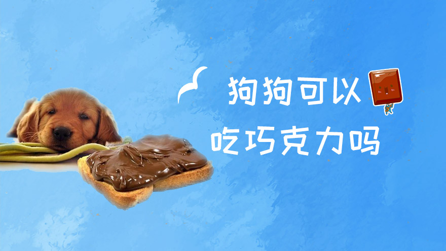 狗狗可以吃巧克力吗