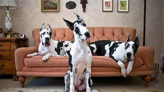 大丹犬感冒了怎么办