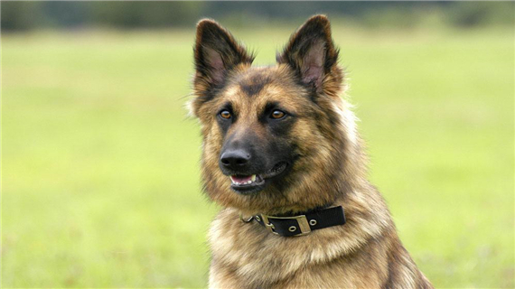 被狼狗咬了怎么办