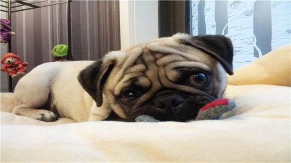 巴哥犬怎么修剪毛