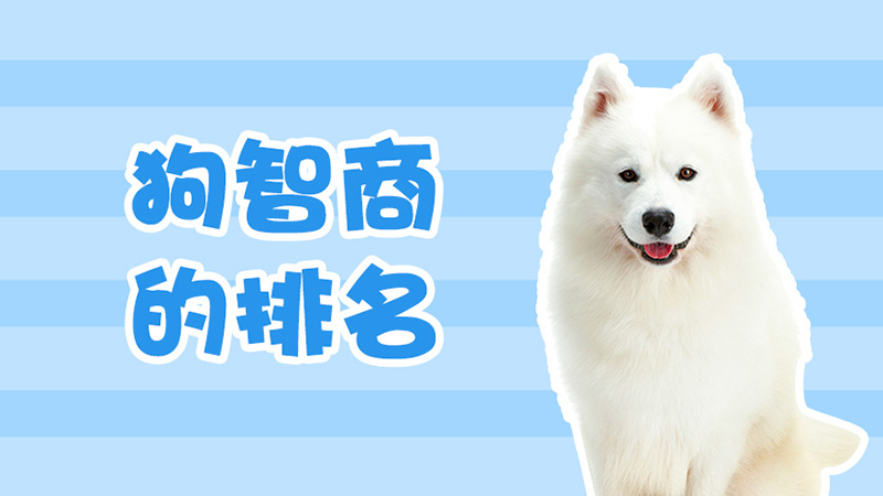 狗智商的排名
