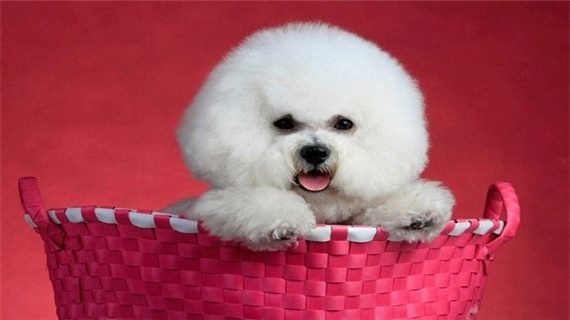 比熊犬好训练吗