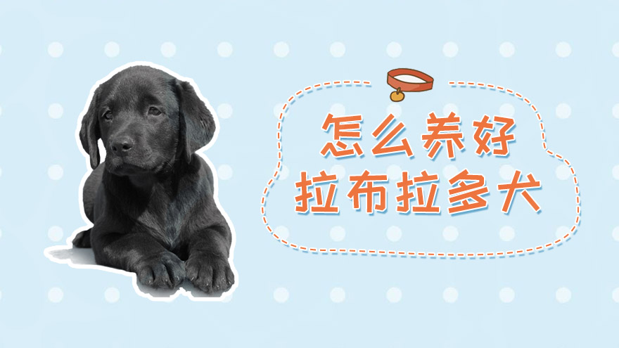 怎么养好拉布拉多犬