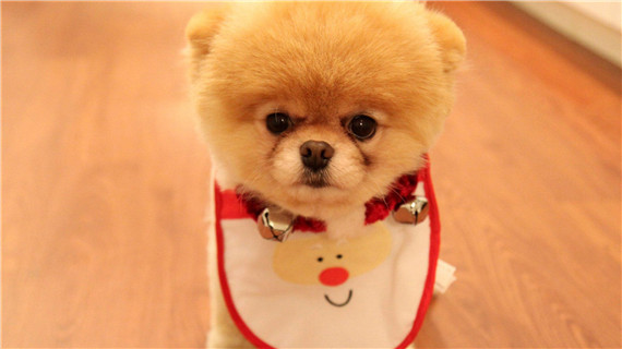 需要给博美犬吃维生素片吗