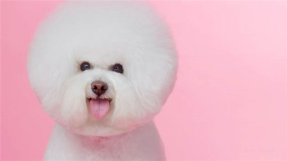 比熊不爱吃饭怎么办