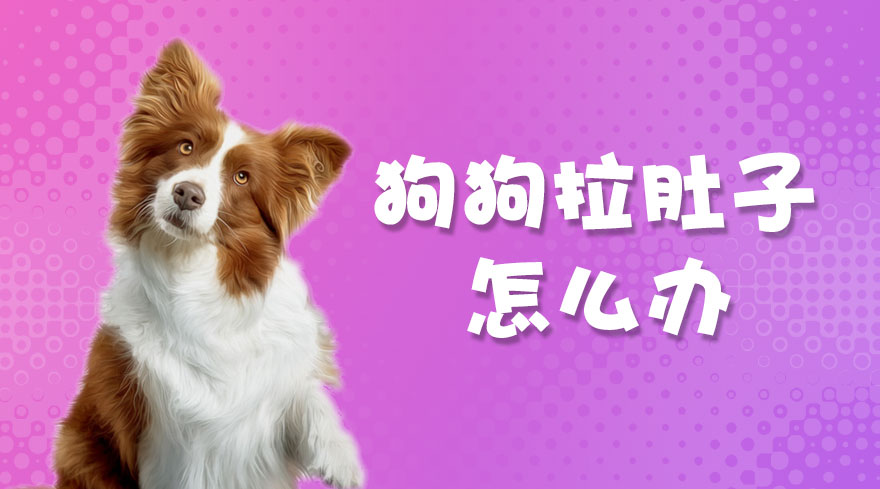 狗狗拉肚子怎么办