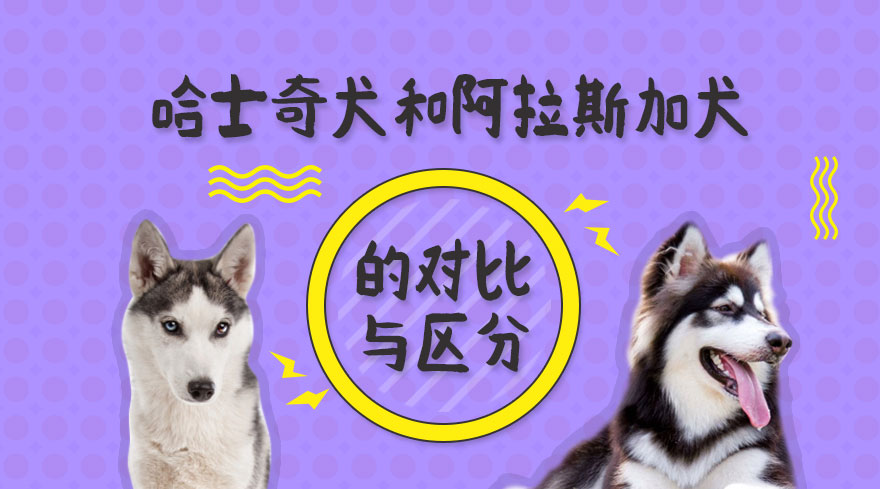 哈士奇犬与阿拉斯加犬的对比和区分