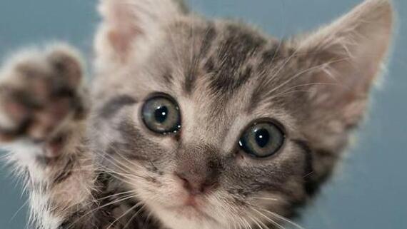 犬猫便秘如何治疗